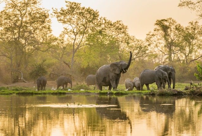 Troupeau d'éléphants au bord d'un point d'eau dans le parc de la Pendjari